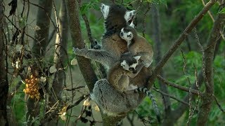 Twin Baby Ring Tailed Lemurs  Madagascar  David Attenborough  BBC Earth [upl. by Fellows]