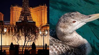 Rare bird relocated after landing in Bellagio fountains on Strip [upl. by Nanreit]