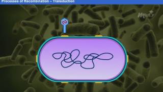 DNA Replication Year1 [upl. by Trepur]