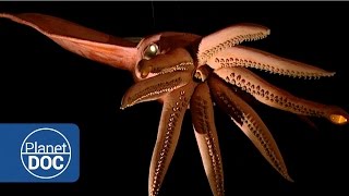 Kraken Project In search of the Giant Squid  Full Documentaries  Planet Doc Full Documentaries [upl. by Berri]