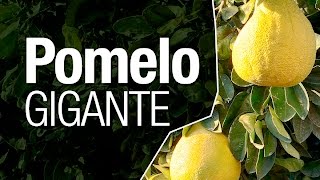 O Pomelo Gigante ou Grapefruit  Como consumir [upl. by Anele]