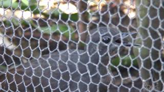 Superb Lyrebird imitating construction work  Adelaide Zoo [upl. by Esereht]