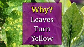 8 Reasons why Plant Leaves Turn Yellow [upl. by Adlai]