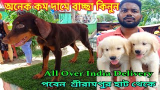 Serampore Dog Market  Serampore Pet Market  Shrirampur Dog Market  Dog Market [upl. by Zilber309]