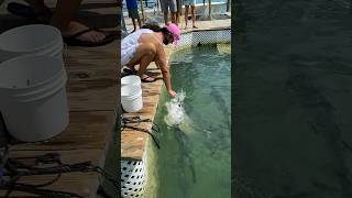 MaritimeExpeditions HAND FEEDING TARPON tarpon floridakeys [upl. by Nader]