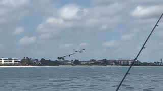 Frigate Bird vs Snapper [upl. by Lamraj863]