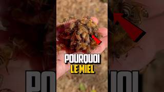 POURQUOI LES ABEILLES FONT DU MIEL [upl. by Harelda]