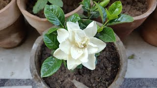 How To Grow amp Care Gandhraj  Gardenia Plant in Pots  Summer Care of Gandhraj Plant [upl. by Claudie]