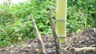 devellopement de turion de bambou phyllostachys viridiglaucescens [upl. by Leikeze]