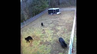 SmallbutMighty Dog Chases Three Bears Away [upl. by Oremoh]