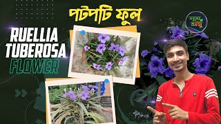 পটপটি ফুল  Ruellia tuberosa care amp information চটপটি ফুল cracker plant wild petunia [upl. by Toy]