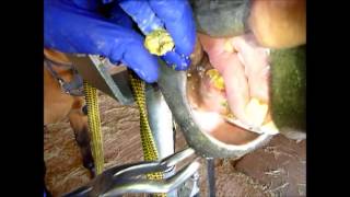 Equine dentistry Removing tartar from canine teeth [upl. by Alioz]