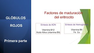 Fisiología de la Sangre Glóbulos rojos  Primera Parte [upl. by Wolbrom319]