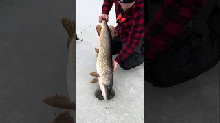 The truth about ice fishing 🐟 shorts ytshorts [upl. by Yelhsa]