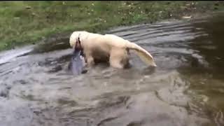 Dog Catches Huge Catfish and Drags it out of the Lake  1009700 [upl. by Prinz]