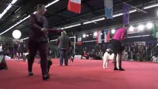 Meilleur Jeune Paris Dog Show 2014 Dimanche [upl. by Nosila85]