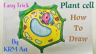 How To Draw Plant Cell Diagram  Plant Cell Drawing  Plant Cell Structure  Plant Cell Kaese Banai [upl. by Atenahs]