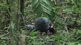 Ocellated Turkey  Dindon ocellé  Yaxha Ruins Guatemala [upl. by Eddana]