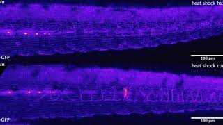 Collective cell migration in the Zebrafish lateral line [upl. by Elagiba]