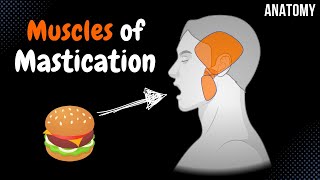 Muscles of Mastication Origin Insertion Function  Anatomy [upl. by Aslam]