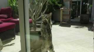 Cat Pawing at Glass Door 1080p HD [upl. by Shirk]