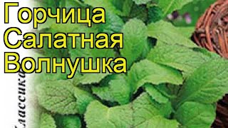 Горчица салатная Волнушка Краткий обзор описание характеристик где купить семена sinápis [upl. by Hullda]