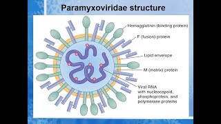 paramyxovirus A to Z Lecturevirus paramyxo [upl. by Perice]