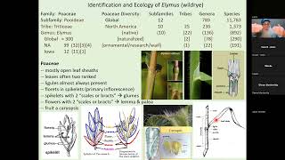 Elymus ID with Dr Tom Rosburg [upl. by Retsub]