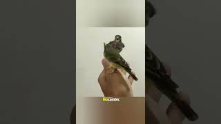 Mozambik vs Zebra finch mozambique finch birdslover [upl. by Lunsford182]