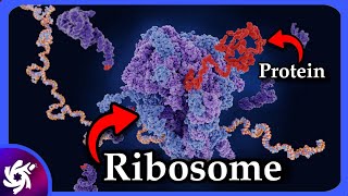 Ribosome in 4 Minutes  structure and functions [upl. by Ahtiekahs]