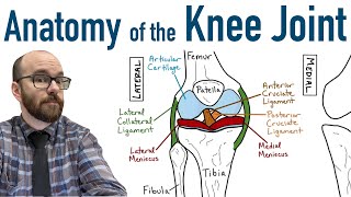 Anatomy of the Knee Joint [upl. by Elletnuahc]