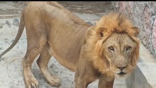 Lion in Naseem park OMAN [upl. by Ertha]