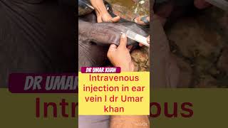 Intravenous injection in ear vein l dr Umar khan [upl. by Anilos]