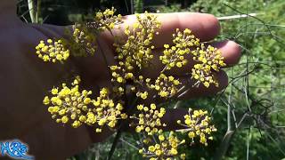 Bronze Fennel  Foeniculum vulgare  Taste Test and Review [upl. by Oneill]