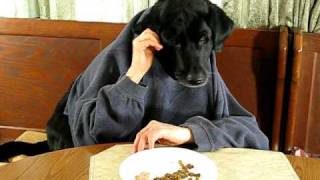 Black Labrador Retriever at Kitchen TableSilly Dog [upl. by Urbannai]