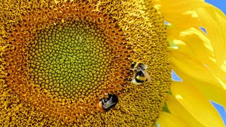 Cómo Obtener Semillas de Girasol  SinPretextos [upl. by Schechter]