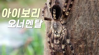 아이보리 오너멘탈 로우랜드Poecilotheria subfusca [upl. by Yatzeck]