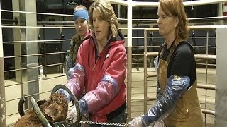 Calving clinic helps women save lives on the farm [upl. by Nason]