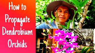 How to propagate Dendrobium orchids from canes or stemPaano mag propagate ng Dendrobium orchids [upl. by Airbmac425]