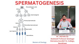 Spermatogenesis I Spermiogenesis I Spermatozoa I Leydig Cell I Sertoli cell I Development Biology [upl. by Oneladgam]