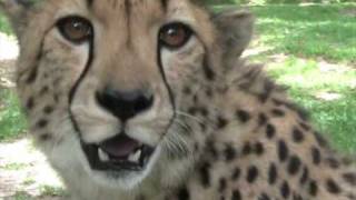 Have you heard a cheetah purr [upl. by Glenn]