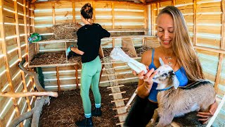 Pet Goat Updates Homestead Chicken Coop amp Vegetable Gardens [upl. by Nirret]