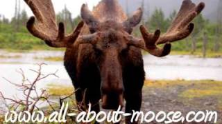 British Columbia Moose Hunt  Moose Hunting Video [upl. by Hoon927]