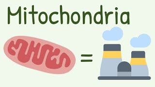 Mitochondria Structure amp Functions [upl. by Aliehs]