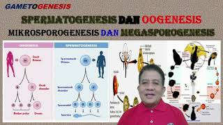 Gametogenesis Pada Hewan  Manusia dan Tumbuhan [upl. by Ennyrb]