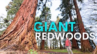 America’s Giant Redwoods are Thriving in Britain  here’s why [upl. by Regan]