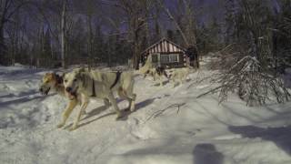 Traineau a chiens Québec [upl. by Hanako45]