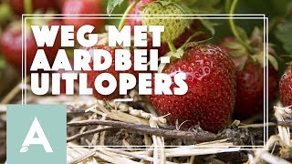 Aardbeiplanten in de moestuin onderhouden  Grow Cook Eat 34 [upl. by Yendic]