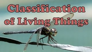 Classification of Living Things [upl. by Hayward]