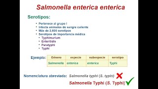 Salmonella [upl. by Yaya]